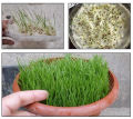 Evergreen Grass Seeds Home Garden Courtyard Ground Cover Plant DIY, (100g)