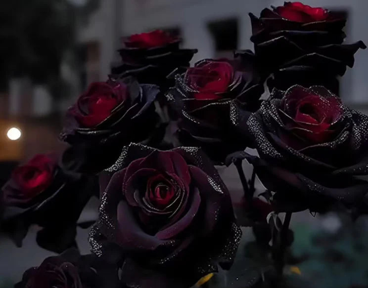 RARE BLACK RED ROSE FLOWER SEEDS