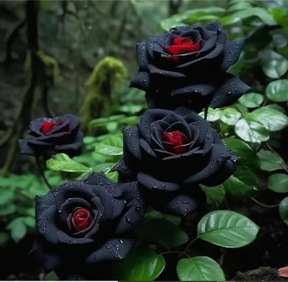 RARE BLACK RED ROSE FLOWER SEEDS