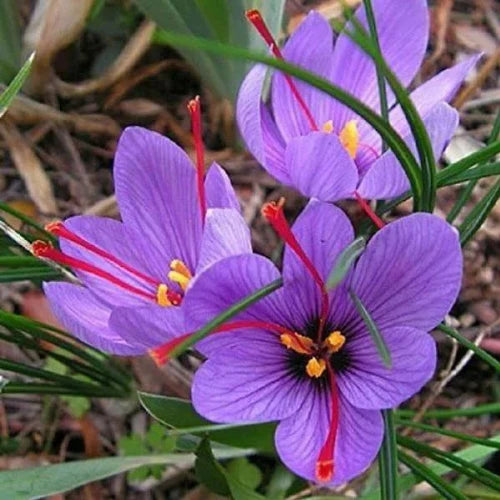 Saffron Crocus Bulb(2Pc)