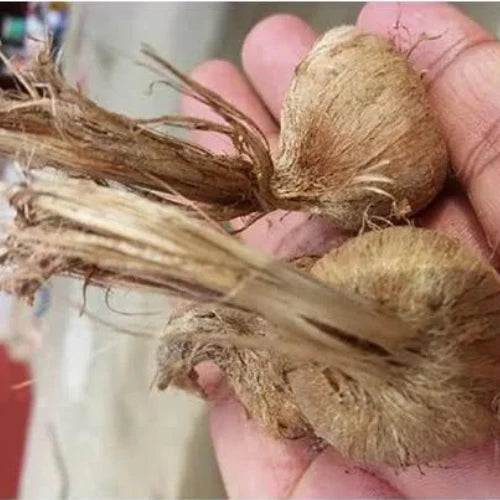 Saffron Crocus Bulb(2Pc)