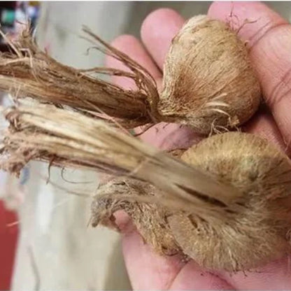 Saffron Crocus Bulb(2Pc)