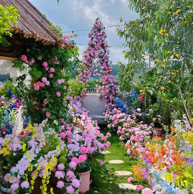 🌹🌹Climbing Rose - Luck Rising