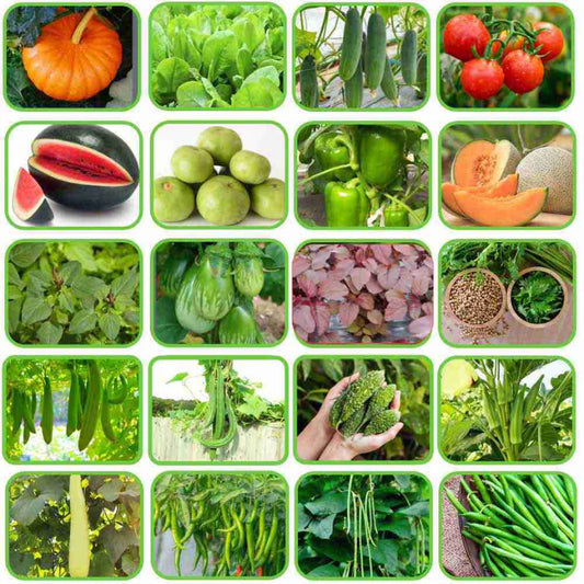 15 Easy To Grow Summer Vegetables Seeds Kit For Home Garden