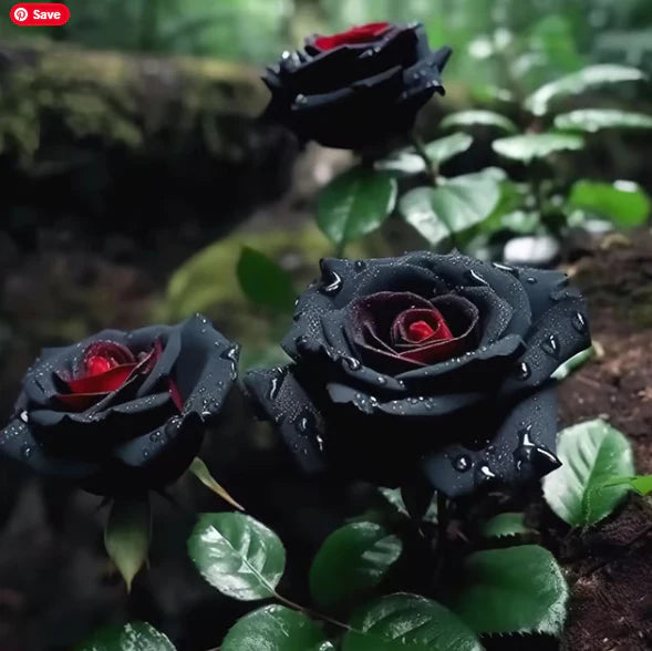 RARE BLACK RED ROSE FLOWER SEEDS