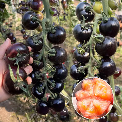 Black Pearl Tomato Seeds🍅Sweet & High Yield