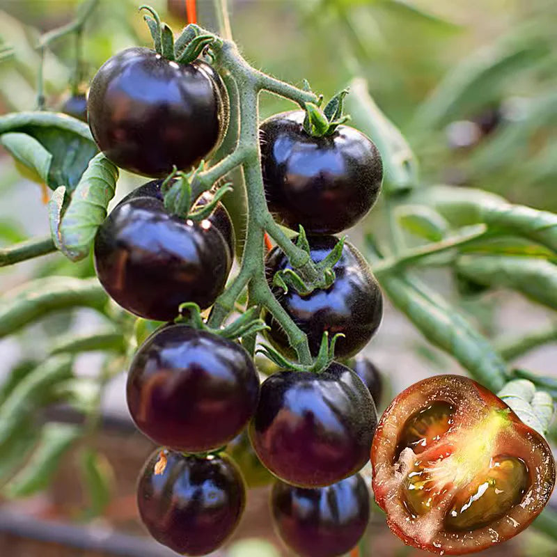 Black Pearl Tomato Seeds🍅Sweet & High Yield