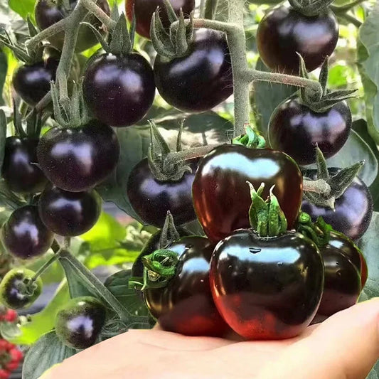 Black Pearl Tomato Seeds🍅Sweet & High Yield