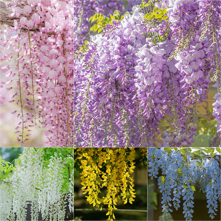 🌸Wisteria Seeds - The Garden’s Cascading Beauty All Year Round💗