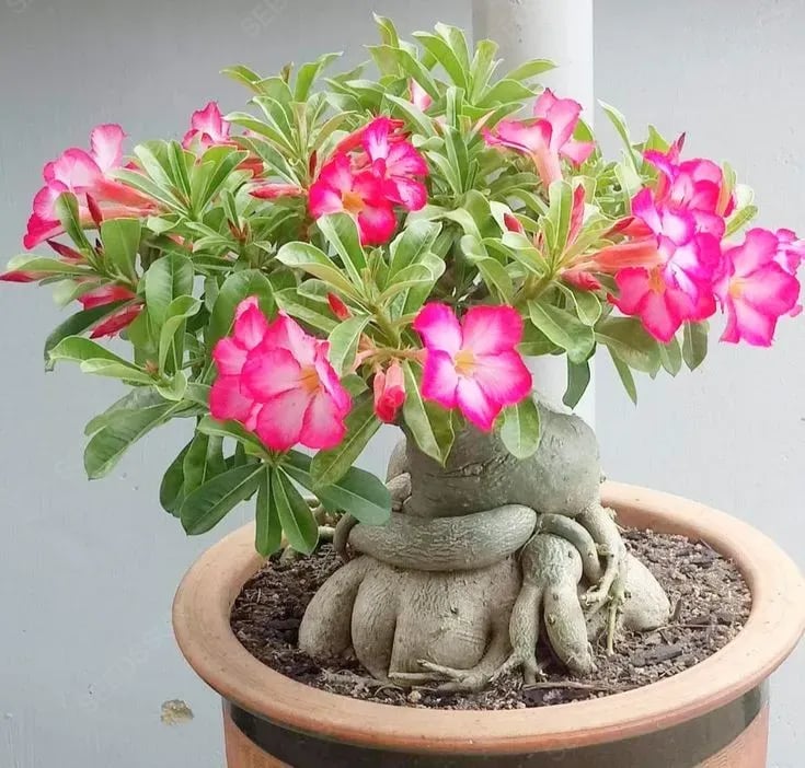 🔥LAST DAY 70% OFF🎁Desert Rose Seeds