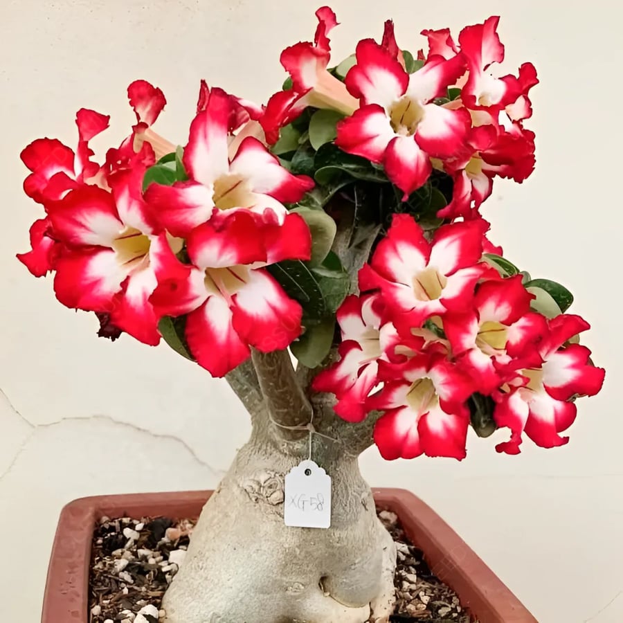 🔥LAST DAY 70% OFF🎁Desert Rose Seeds