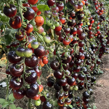 Black Pearl Tomato Seeds🍅Sweet & High Yield
