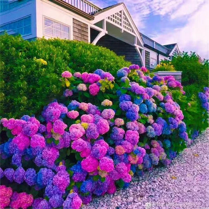 🌺Hydrangea Seed: Unlock Nature's Beauty