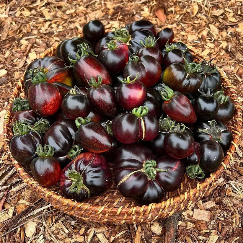 Black Pearl Tomato Seeds🍅Sweet & High Yield