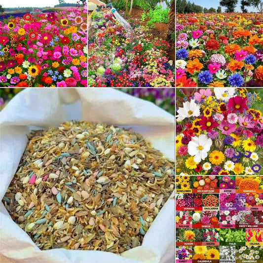 🔥49% off! Mixed Perennial Flower Seeds - Over 60 Mixed Varieties