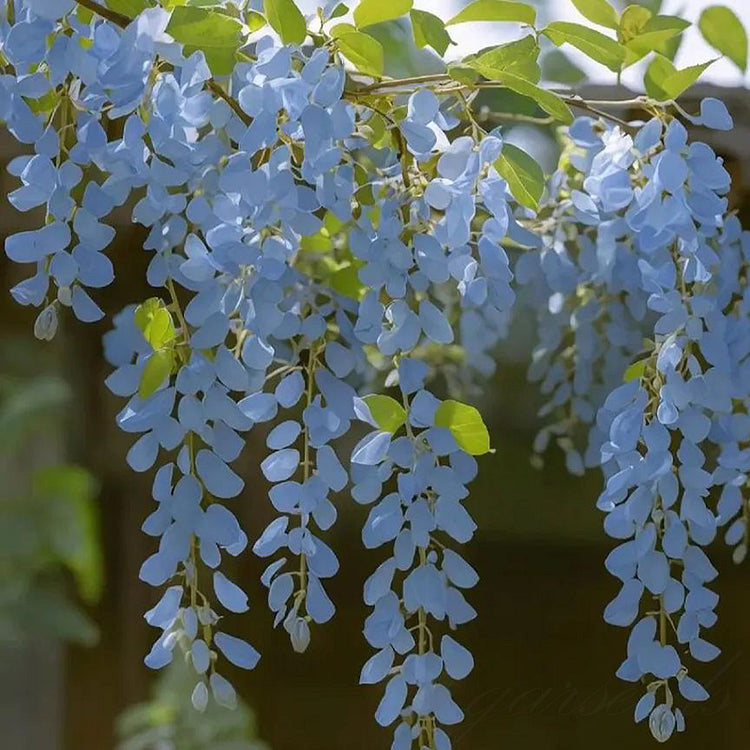 🌸Wisteria Seeds - The Garden’s Cascading Beauty All Year Round💗