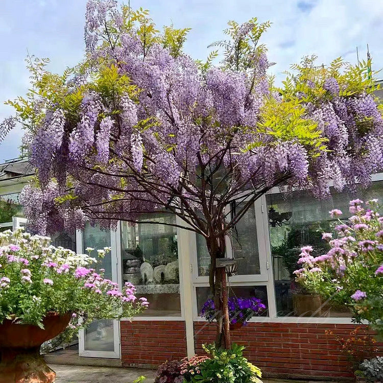 🌸Wisteria Seeds - The Garden’s Cascading Beauty All Year Round💗