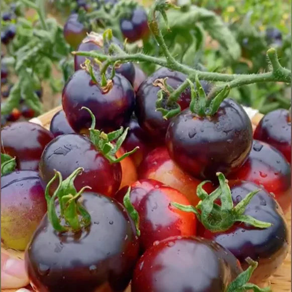 Black Pearl Tomato Seeds🍅Sweet & High Yield