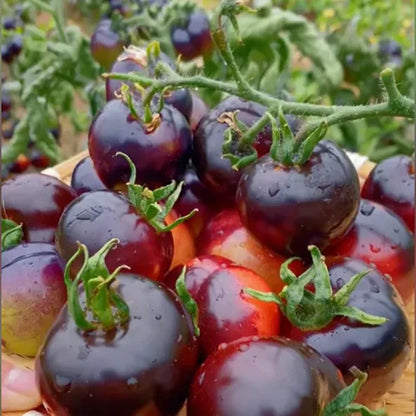 Black Pearl Tomato Seeds🍅Sweet & High Yield