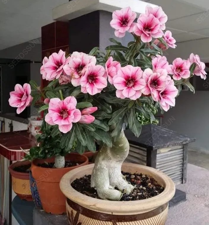 🔥LAST DAY 70% OFF🎁Desert Rose Seeds