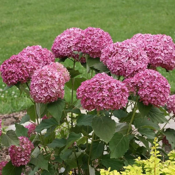 🌺Hydrangea Seed: Unlock Nature's Beauty