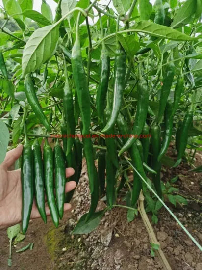 World's Best Selling Chili Seeds