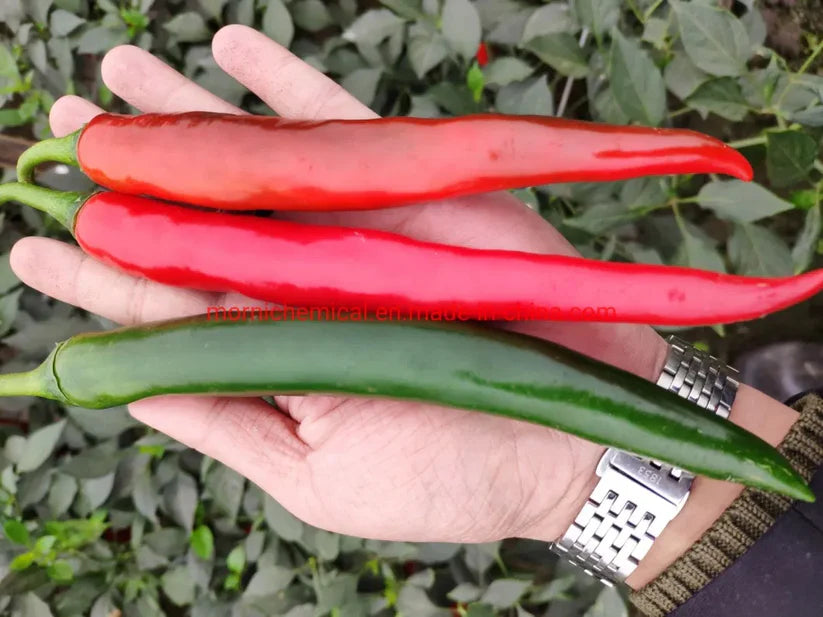 World's Best Selling Chili Seeds