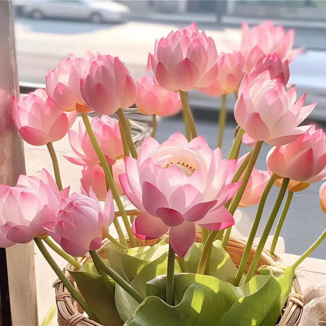 🌸7 Days germination🌸Last Day Sale - 49% OFF💐The Sacred Bonsai Bowl Lotus Flower
