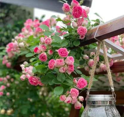 🌹🌹Climbing Rose - Luck Rising