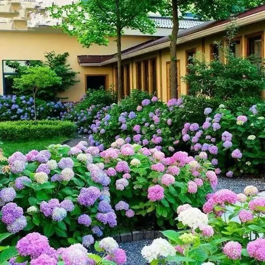 🌺Hydrangea Seed: Unlock Nature's Beauty