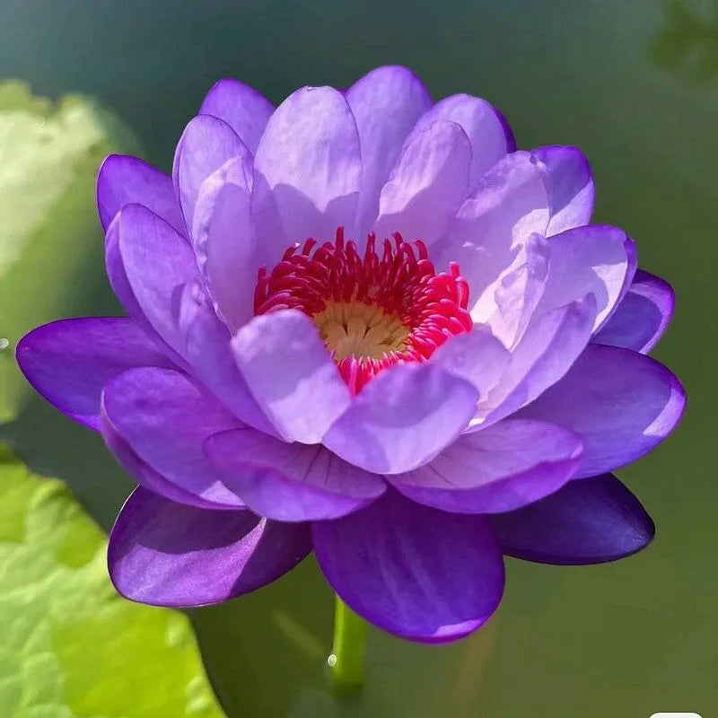 🌸7 Days germination🌸Last Day Sale - 49% OFF💐The Sacred Bonsai Bowl Lotus Flower