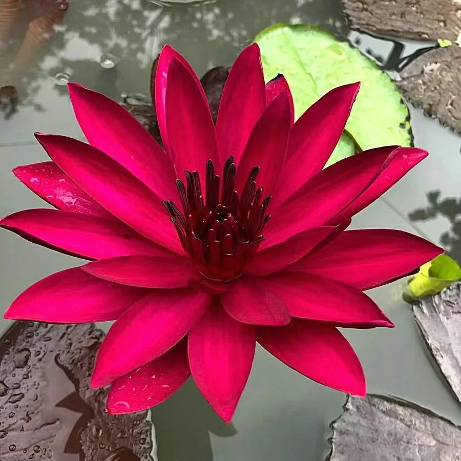 🌸7 Days germination🌸Last Day Sale - 49% OFF💐The Sacred Bonsai Bowl Lotus Flower