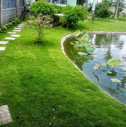 Evergreen Grass Seeds Home Garden Courtyard Ground Cover Plant DIY, (100g)