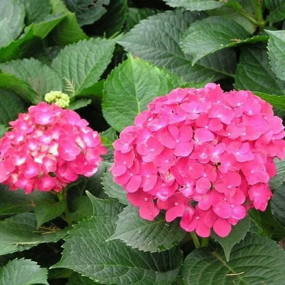🌺Hydrangea Seed: Unlock Nature's Beauty
