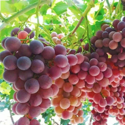 🍇Midknight Beauty Grapes Seeds🌱