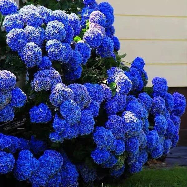 🌺Hydrangea Seed: Unlock Nature's Beauty