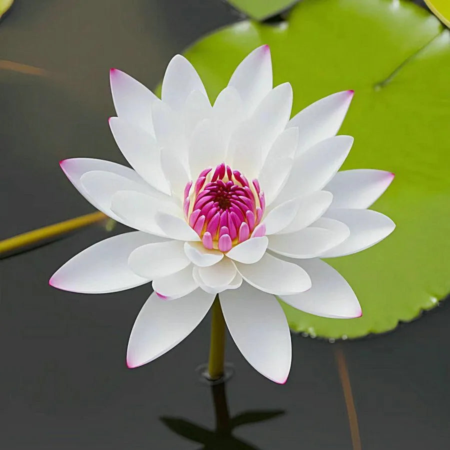🌸7 Days germination🌸Last Day Sale - 49% OFF💐The Sacred Bonsai Bowl Lotus Flower