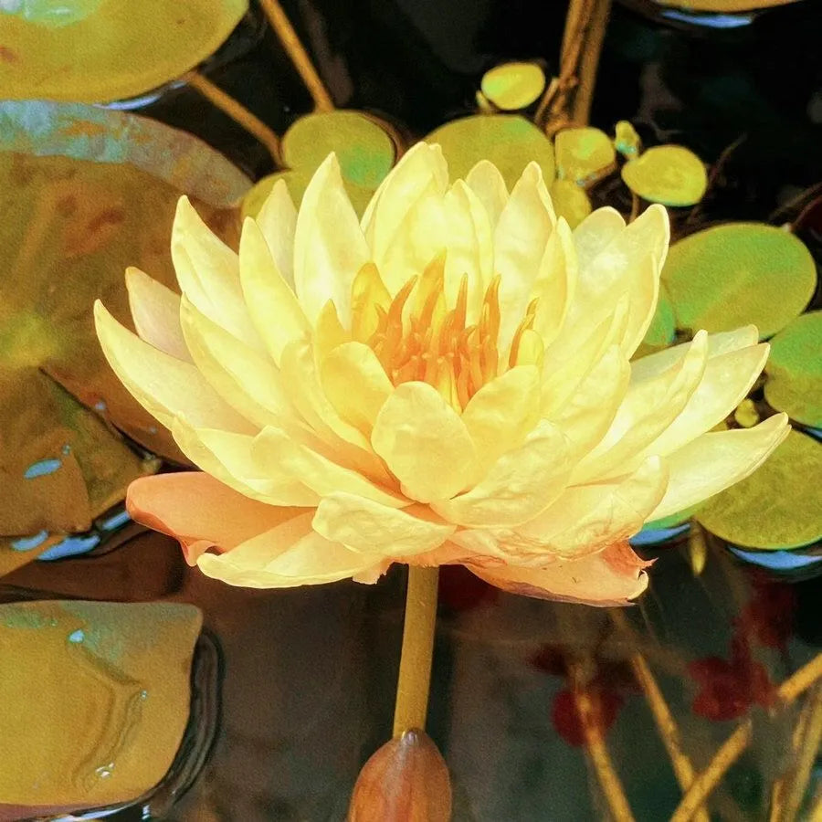 🌸7 Days germination🌸Last Day Sale - 49% OFF💐The Sacred Bonsai Bowl Lotus Flower